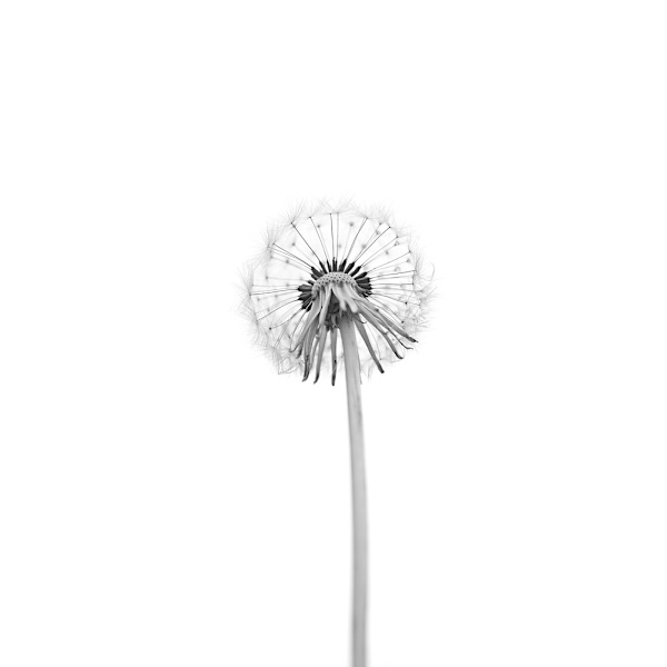 Dandelion MultiColor 50x70 cm