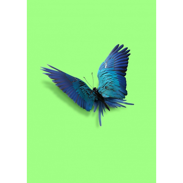 Parrot Butterfly MultiColor 21x30 cm