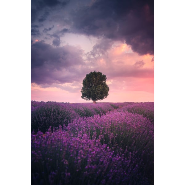 Lavender Fields, Isparta MultiColor 30x40 cm