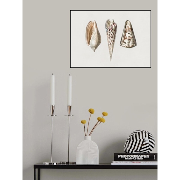 Three Mollusks Crop MultiColor 50x70 cm