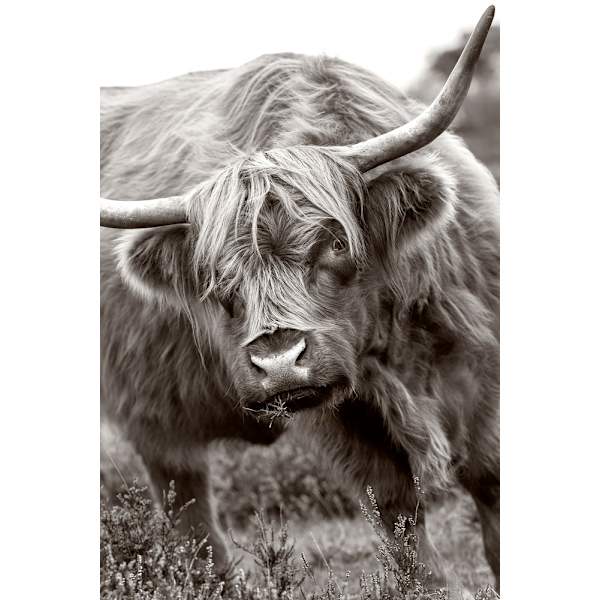 The Bull MultiColor 50x70 cm
