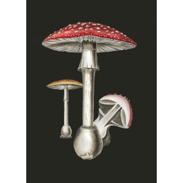 Amanita Muscaria Mørk Baggrund MultiColor 30x40 cm
