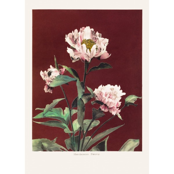 Hardaceous Peony No2 MultiColor 50x70 cm