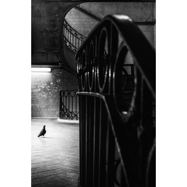 Big Bird In A Small Cage MultiColor 70x100 cm