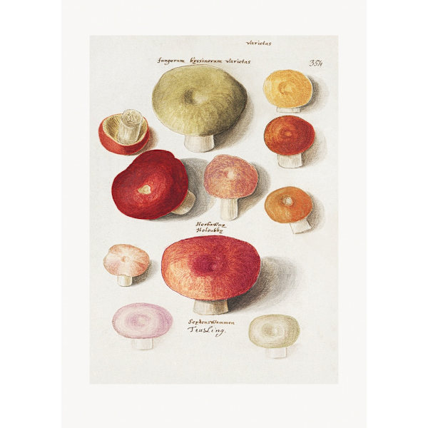 Boleten, Boletales Standing MultiColor 30x40 cm