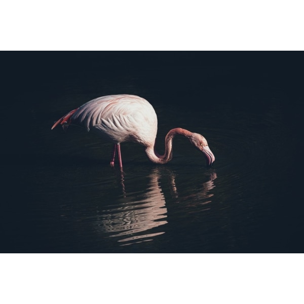 Enlighted Flamingo MultiColor 50x70 cm