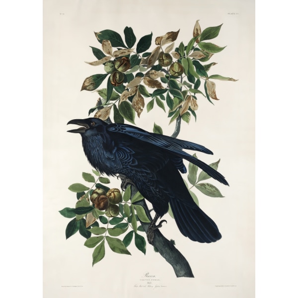 Raven From Birds Of America (1827) MultiColor 21x30 cm