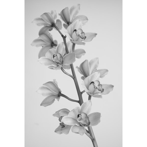 Wild Orchid MultiColor 21x30 cm