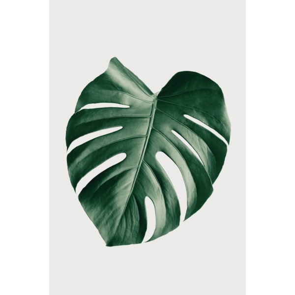 Monstera Natural 23 MultiColor 30x40 cm