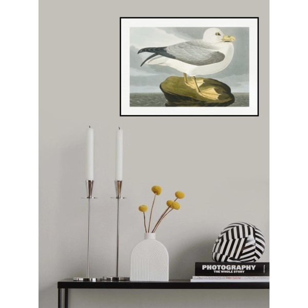 Fulmar Petrel fra Birds Of America (1827) MultiColor 30x40 cm