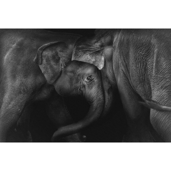 Elephant 2 MultiColor 30x40 cm