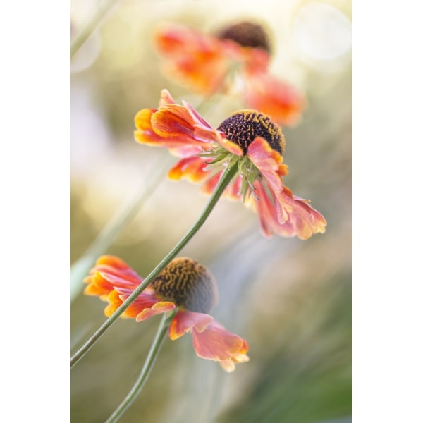 Helenium* MultiColor 50x70 cm