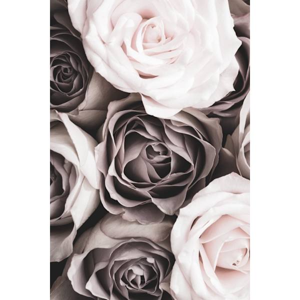 Roses MultiColor 21x30 cm