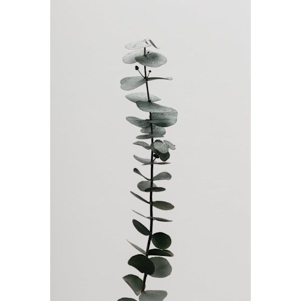 Eucalyptus Natural 02 MultiColor 21x30 cm