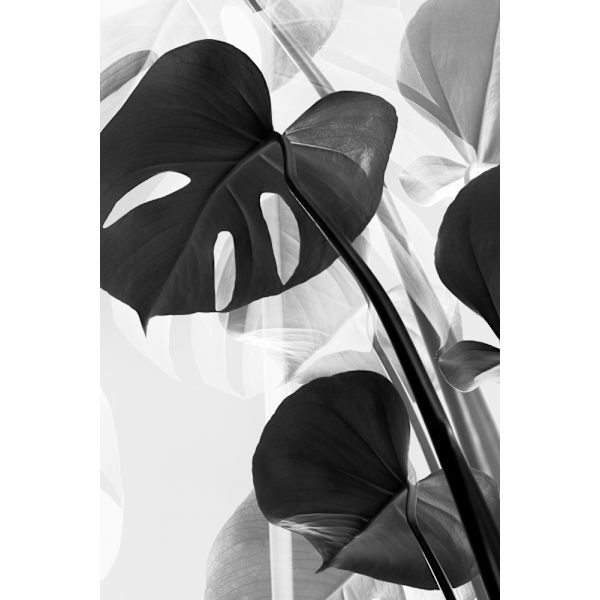 Monstera Baw MultiColor 70x100 cm