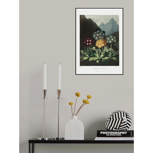 En gruppe aurikler fra Flora-templet (1807) MultiColor 21x30 cm