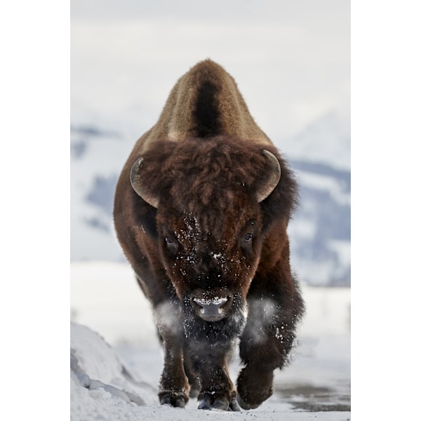 Bison Incoming MultiColor 21x30 cm
