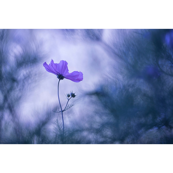 Blue Dream MultiColor 21x30 cm
