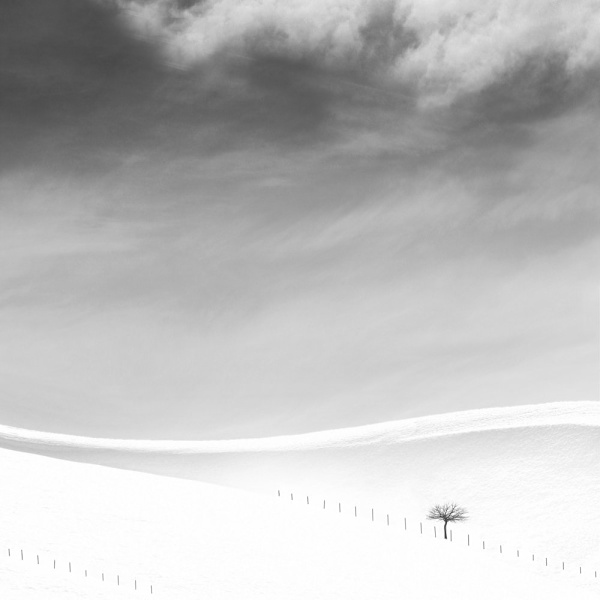 Single Tree MultiColor 70x100 cm