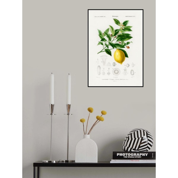 Lemon (Citrus Limonium) MultiColor 21x30 cm