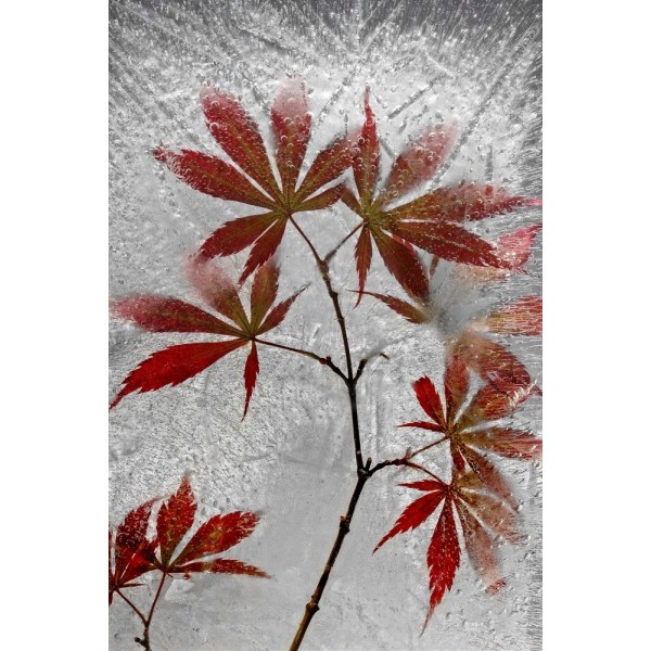 Red Maple MultiColor 70x100 cm