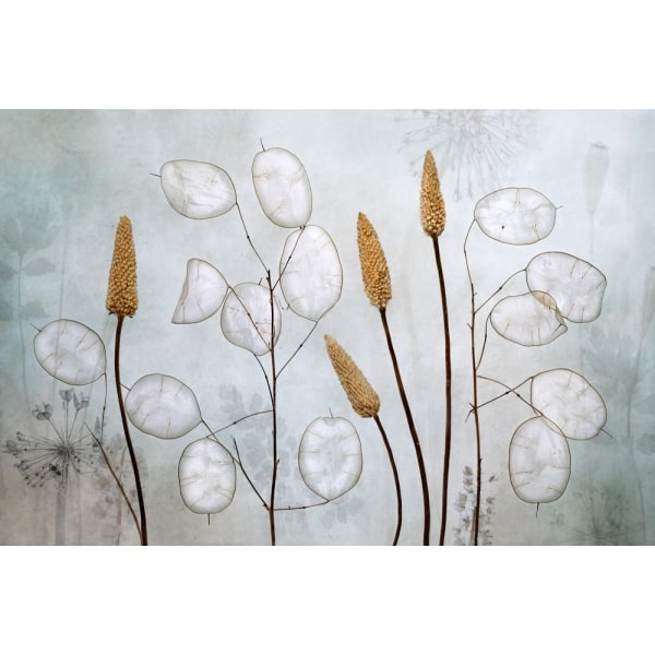 Lunaria MultiColor 70x100 cm