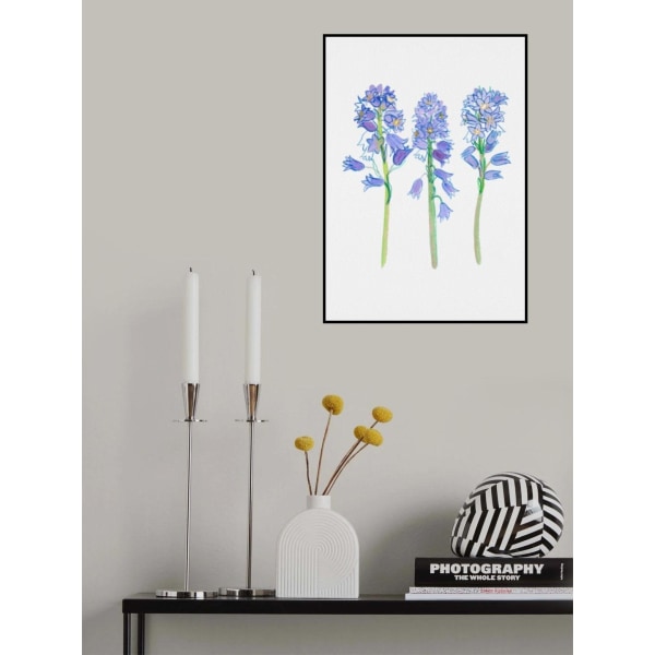 Spansk Blåklokke eller Hyacinthoides Hispanica Botanisk Illustration MultiColor 50x70 cm