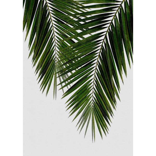 Palm Leaf Ii MultiColor 21x30 cm