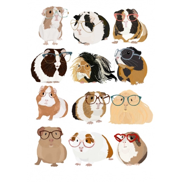 Guinea Pig In Glasses MultiColor 50x70 cm