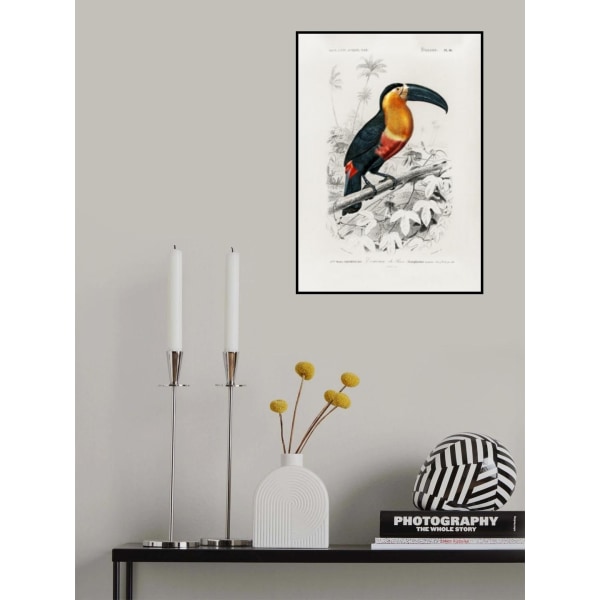 Tukan (Ramphastos) MultiColor 70x100 cm