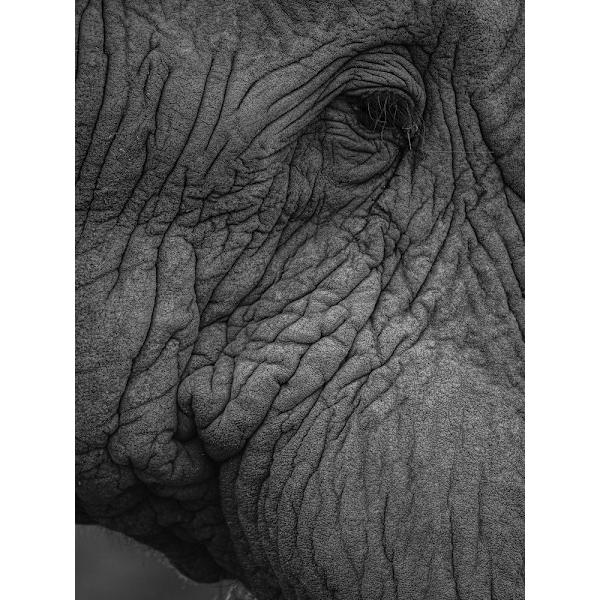 Olifant 01 MultiColor 50x70 cm