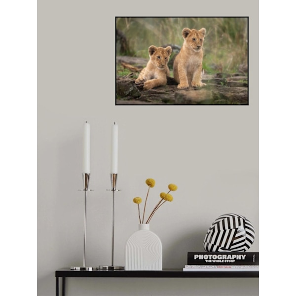 Little Lion Cubs MultiColor 21x30 cm