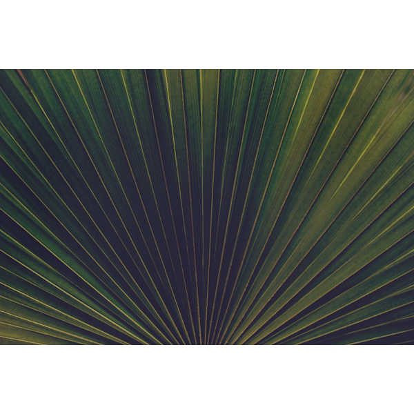 Palm Textures MultiColor 50x70 cm