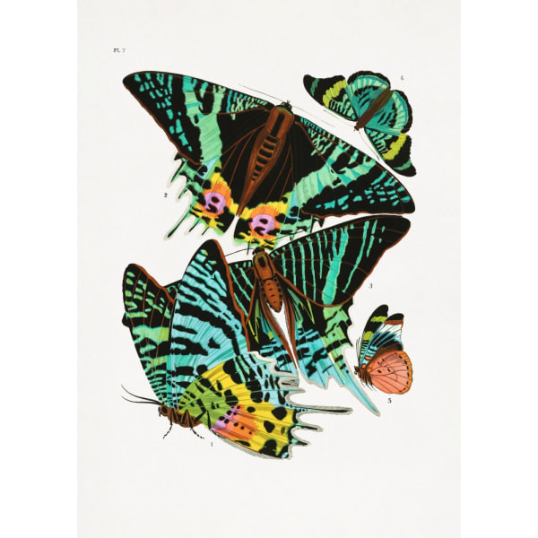 Butterflies 3 MultiColor 50x70 cm