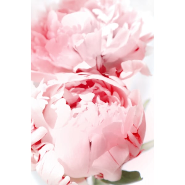 Bllush Peony X MultiColor 70x100 cm