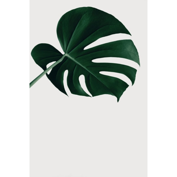 Monstera Natural 19 MultiColor 21x30 cm