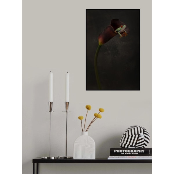Portrait Of A Red Eyed Tree Frog MultiColor 21x30 cm