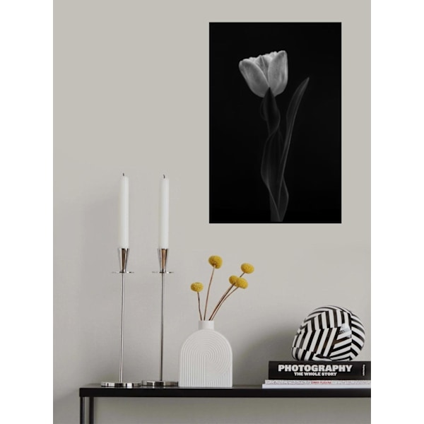 Tulip MultiColor 30x40 cm