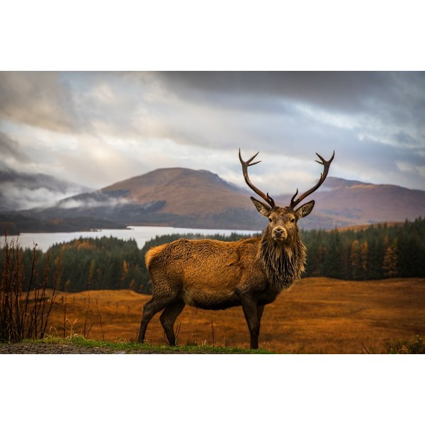 Scottish Stag MultiColor 70x100 cm