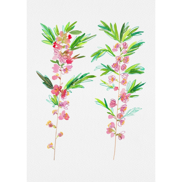 Kääpiövenäläinen manteli tai Prunus Tenella kasvitieteellinen maalaus MultiColor 30x40 cm