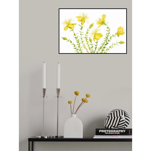 Hypericum MultiColor 21x30 cm