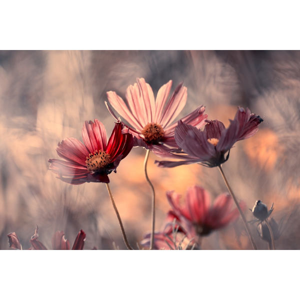 The Three Sisters MultiColor 70x100 cm
