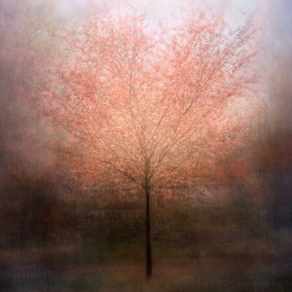 Dream Come True MultiColor 30x40 cm