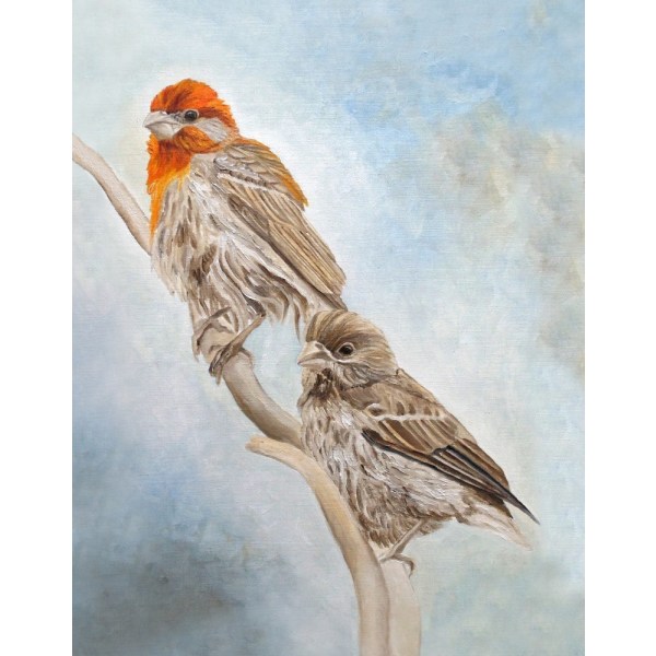 House Finch Couple MultiColor 21x30 cm