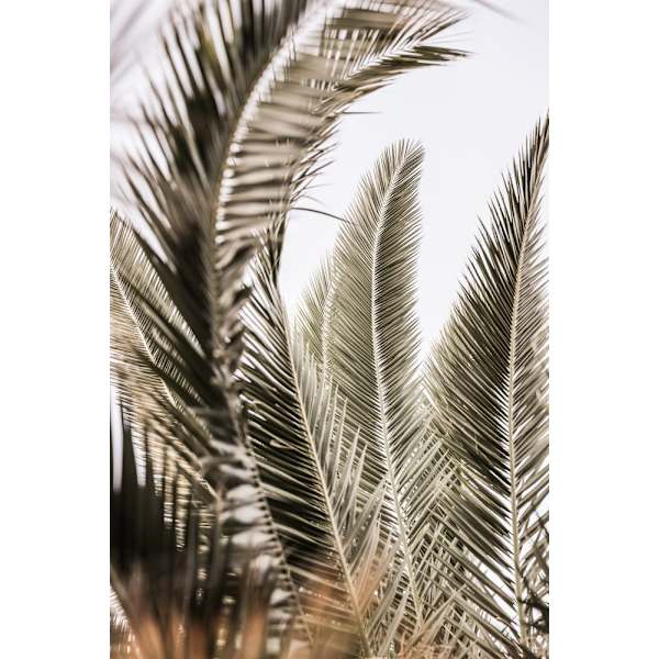 Palm Love MultiColor 50x70 cm