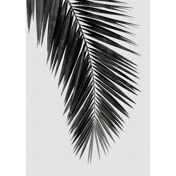 Palm Leaf Black A White I MultiColor 21x30 cm