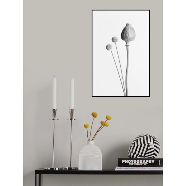 Poppy Seed Capsule Black And White MultiColor 21x30 cm