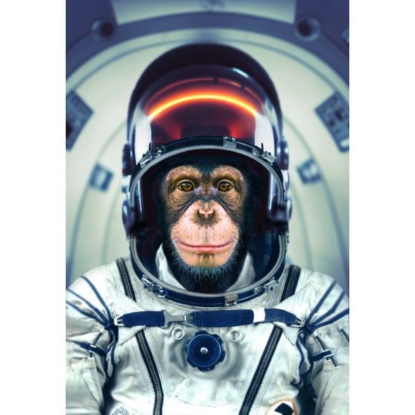 Astromonkey MultiColor 21x30 cm