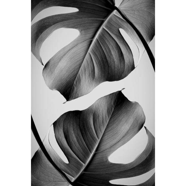 Monstera Monochrome MultiColor 30x40 cm