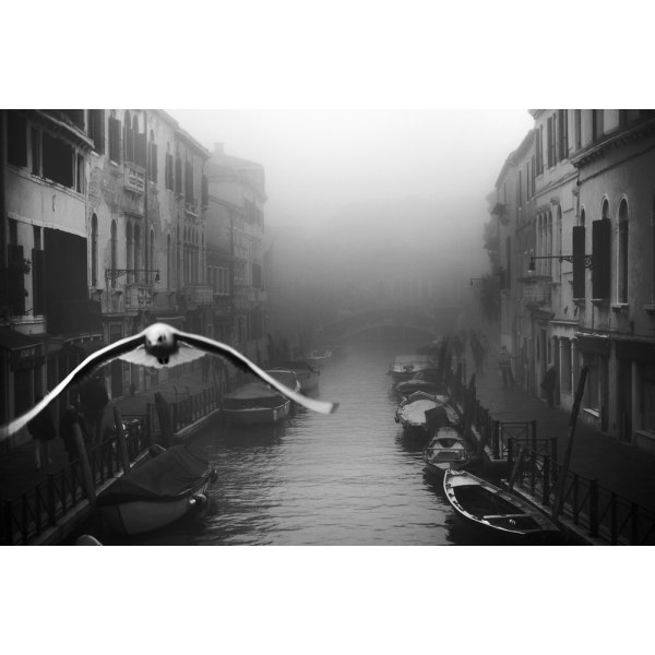 Seagull From The Mist MultiColor 21x30 cm